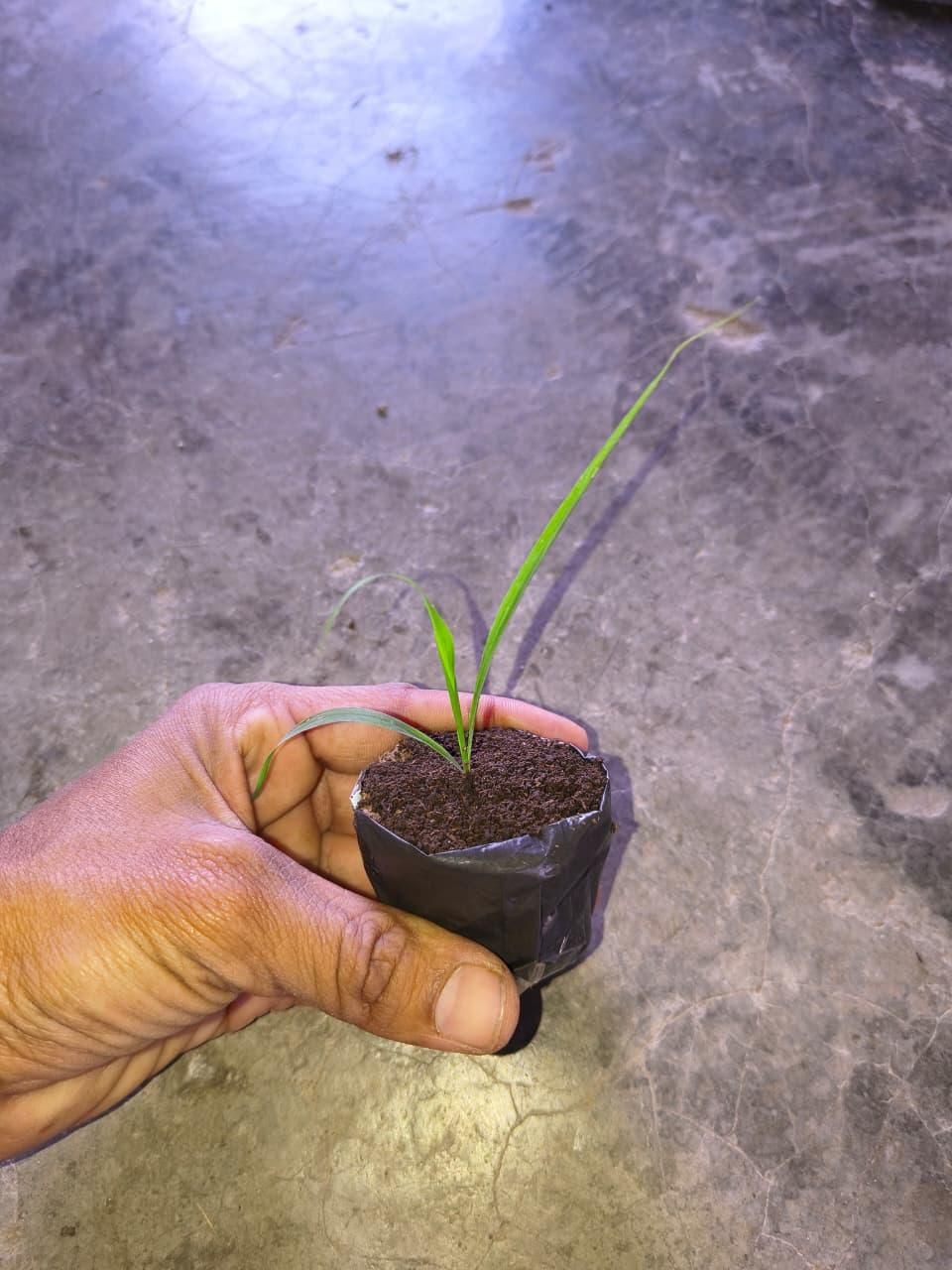 Pink Lily of the Valley Plant