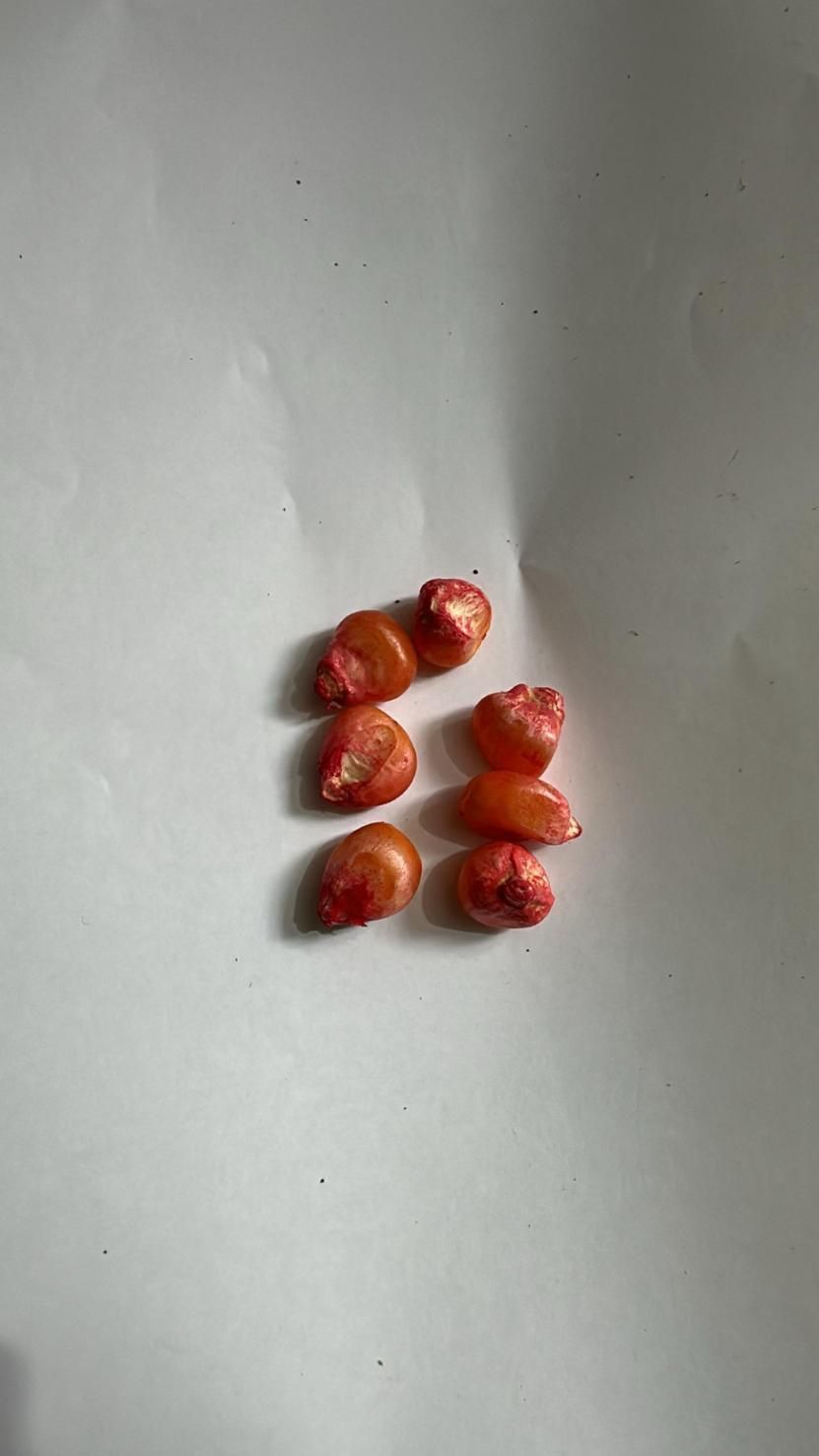 Saffron Bulbs Flower Seeds (Pack of 2)