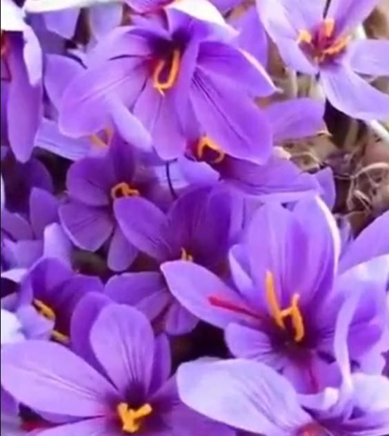 Saffron Bulbs Flower Seeds (Pack of 2)