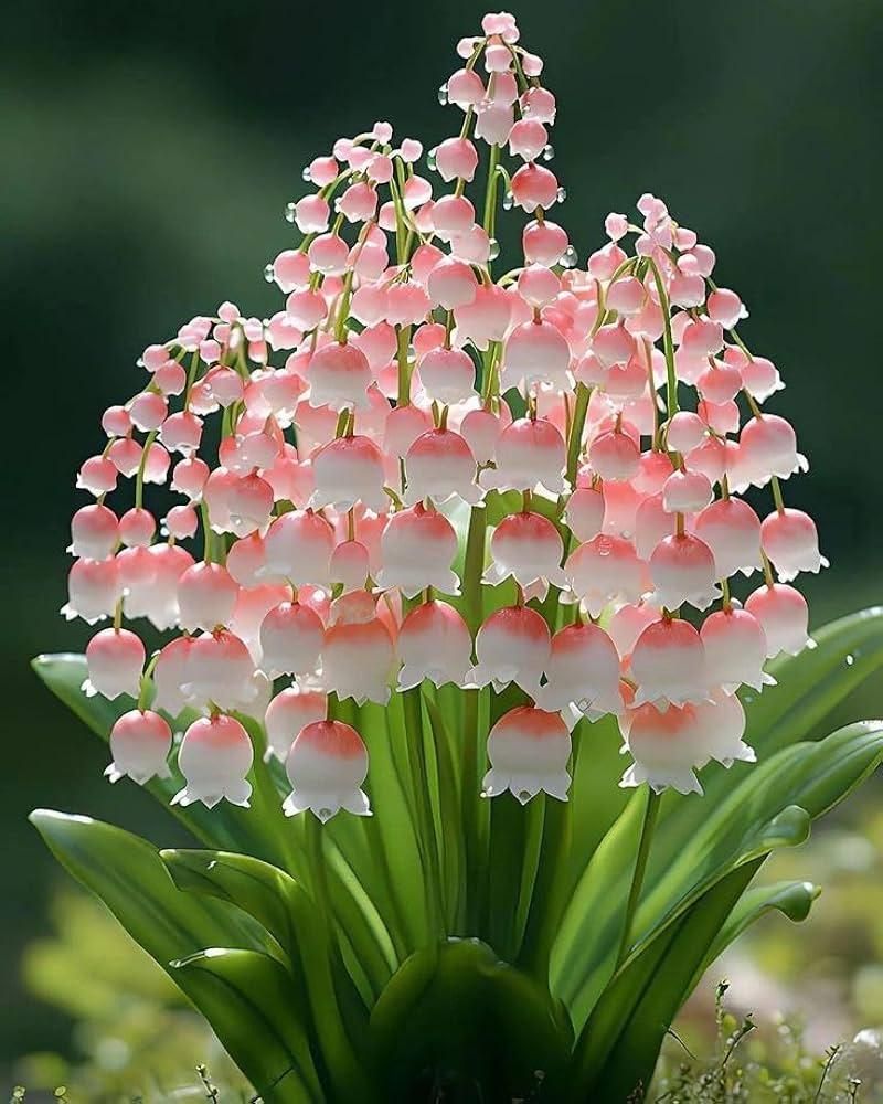 Pink Lily of the Valley Plant