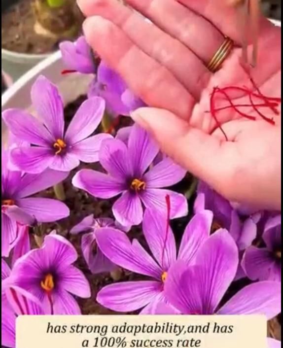 Saffron Bulbs Flower Seeds (Pack of 2)