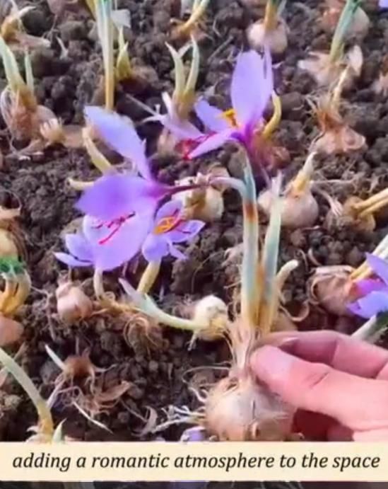 Saffron Bulbs Flower Seeds (Pack of 2)